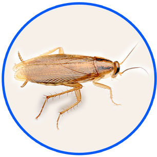 Wood cockroach (Parcoblatta sp