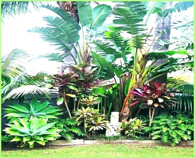 tropical landscape design garden ideas brisbane