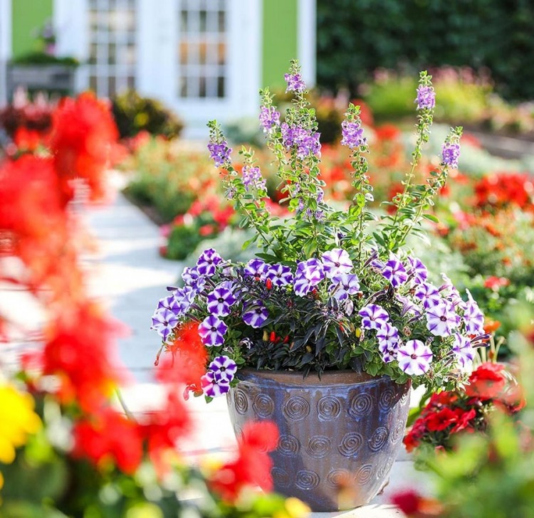 colorful vegetable garden