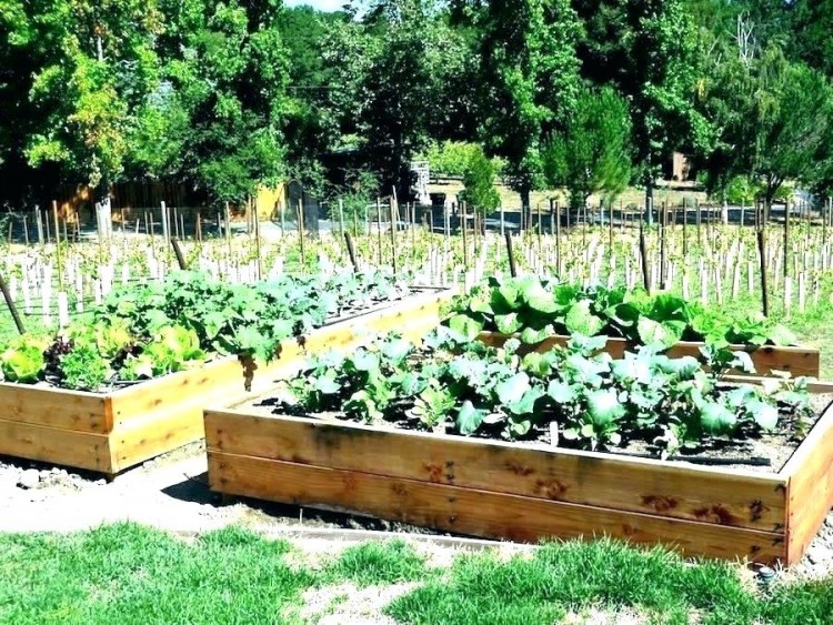 garden box ideas planter box vegetable garden planter boxes for vegetable garden home vegetable garden design