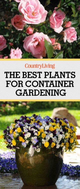 Orange and Green Container Garden