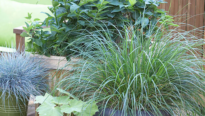 Gardeners and budget conscience homeowners everywhere are learning the benefits of container gardening with perennials