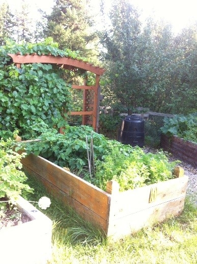 Community gardens provide green space in urban areas