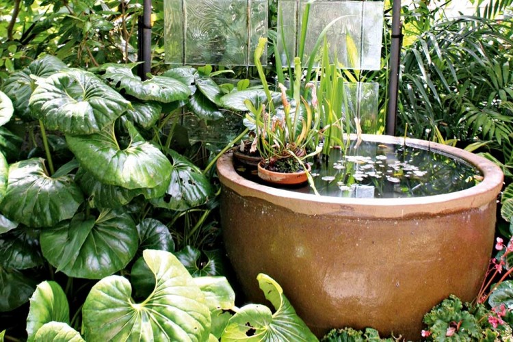 tropical garden ideas south africa