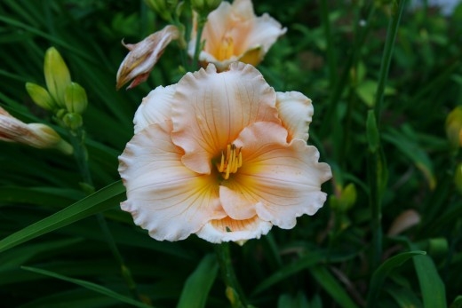 Design Design, Perennials Perennials, Daylilies