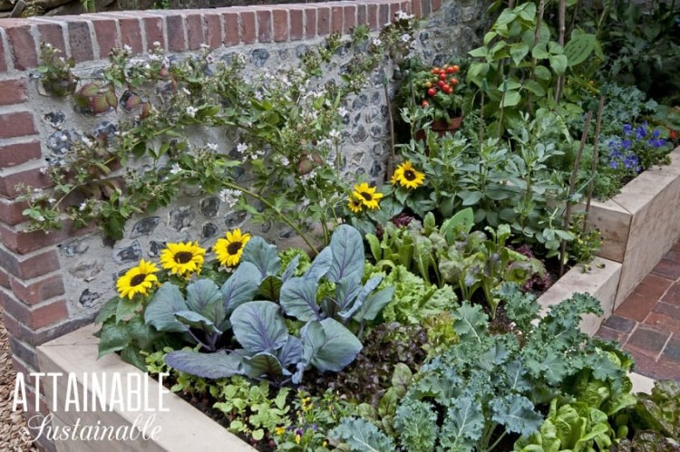 small veg garden ideas small vegetable garden ideas square foot garden small veg garden plan