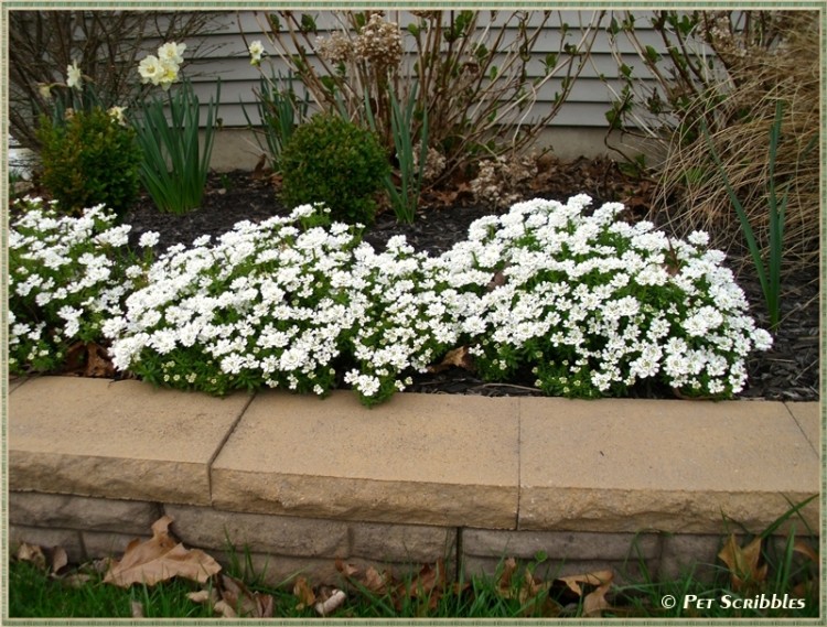 For anybody new to gardening, or anybody tight on space, container gardening is the perfect place to start, and a great opportunity to keep your favorite