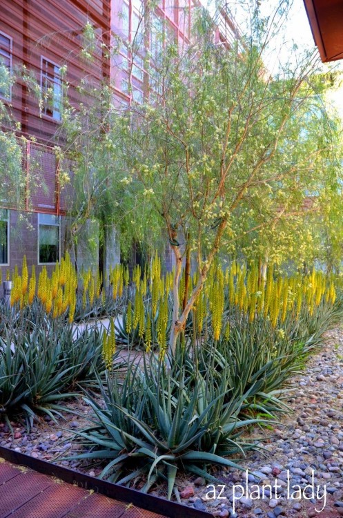 Use these tips for dividing aloe vera