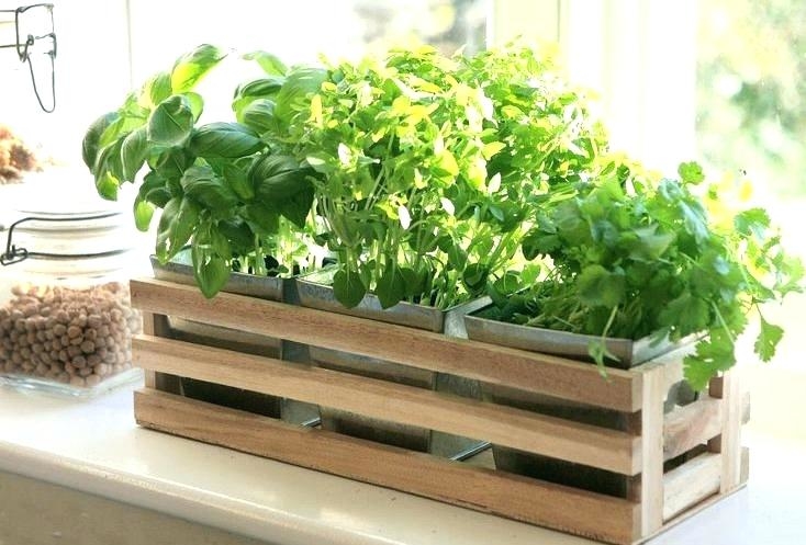 garden box ideas