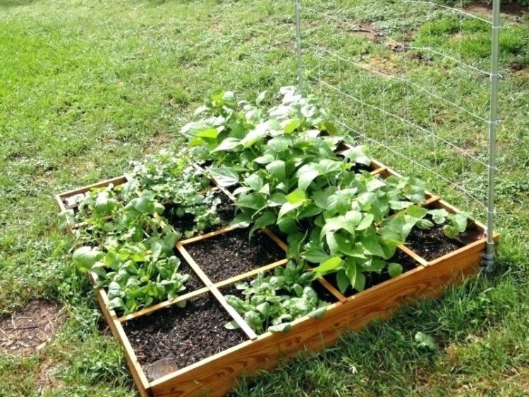 vegetable garden design