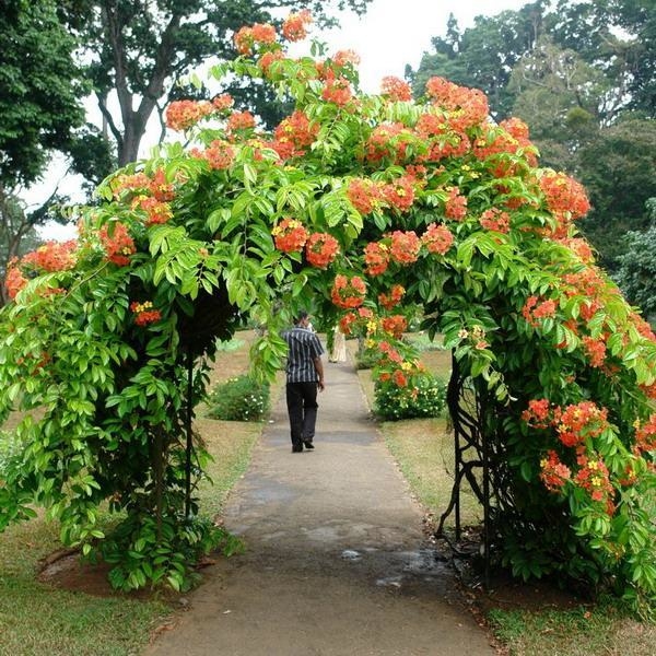 diy garden arch best ideas about garden arches on garden building garden arch