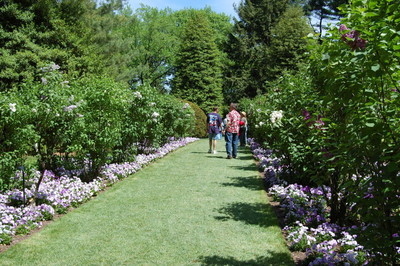 Learn the basics of pruning small ornamental trees,