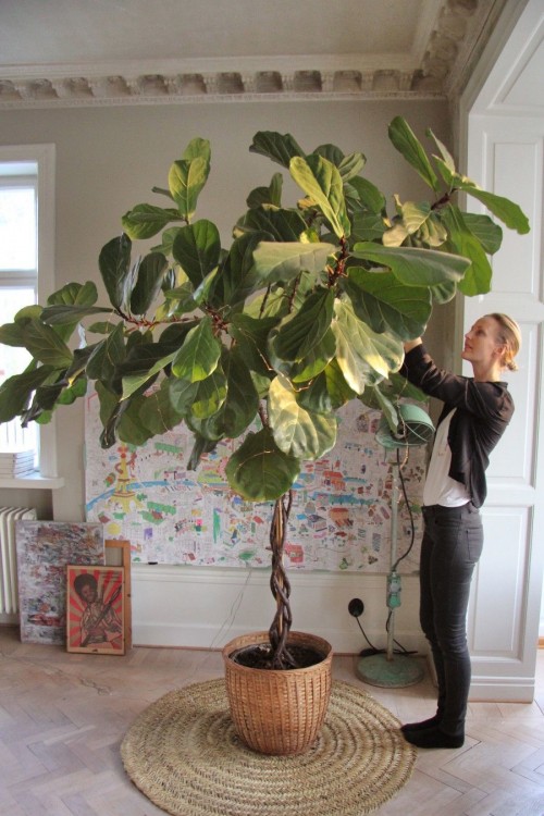 live ficus tree for sale outdoor ficus tree large ficus tree large live ficus trees for