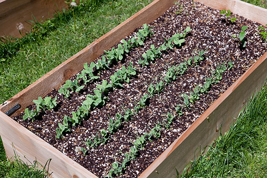 There's nothing quite like the taste of homegrown chips, and potatoes couldn't be easier to grow here in the UK