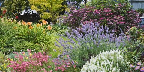 Lavender guide, English Lavender, Spanish lavender, French Lavender, Common lavender, True