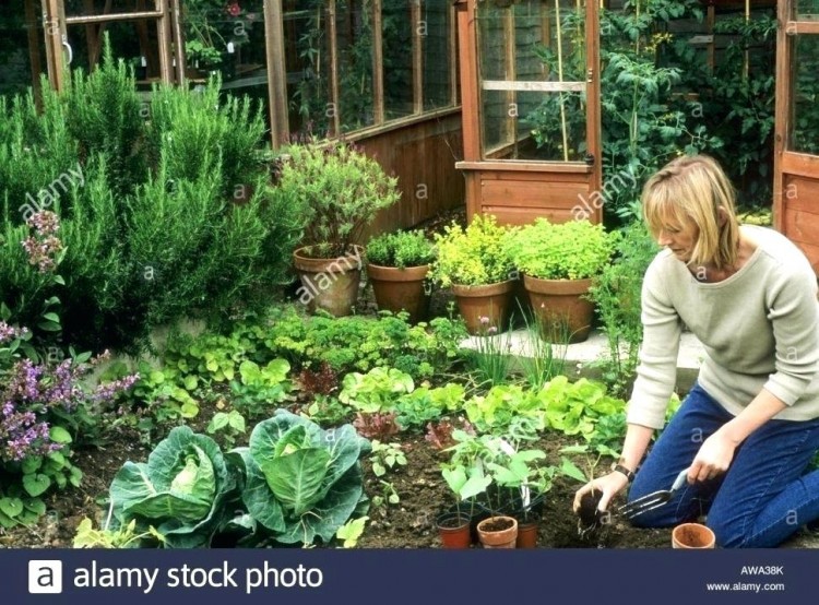 outdoor herb garden design herb garden plan