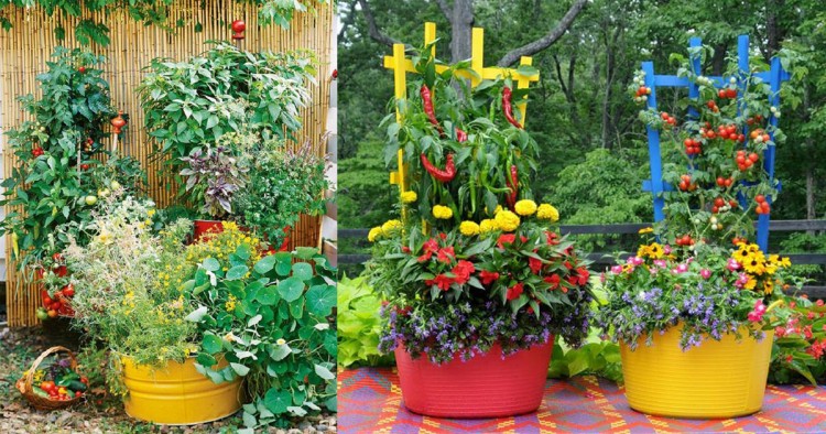 Choose Colorful Containers