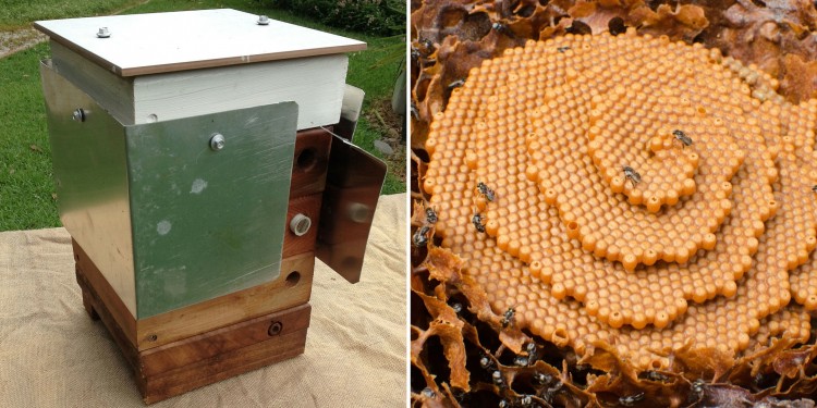 Larvae of bees in the combs