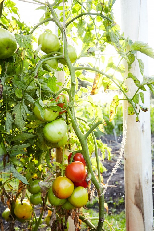 Learn how to grow root vegetables your family