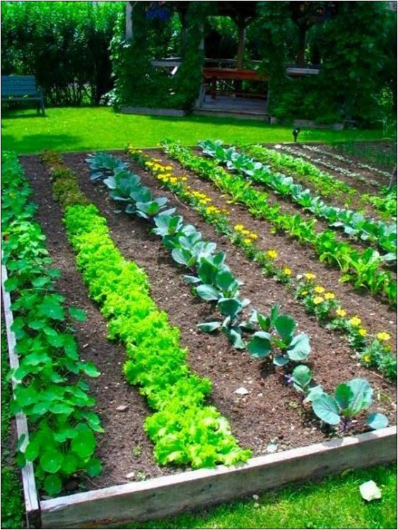 fruit and vegetable garden box clip