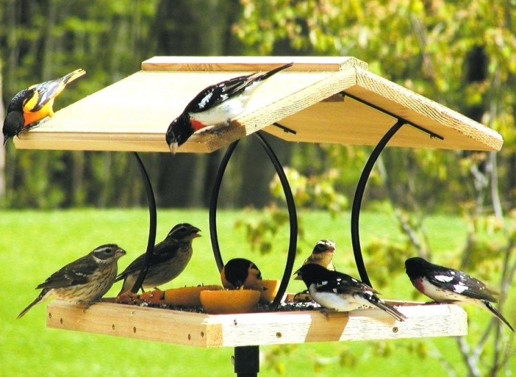 A DIY bird feeder: a simple way to add colour and life to your winter  garden