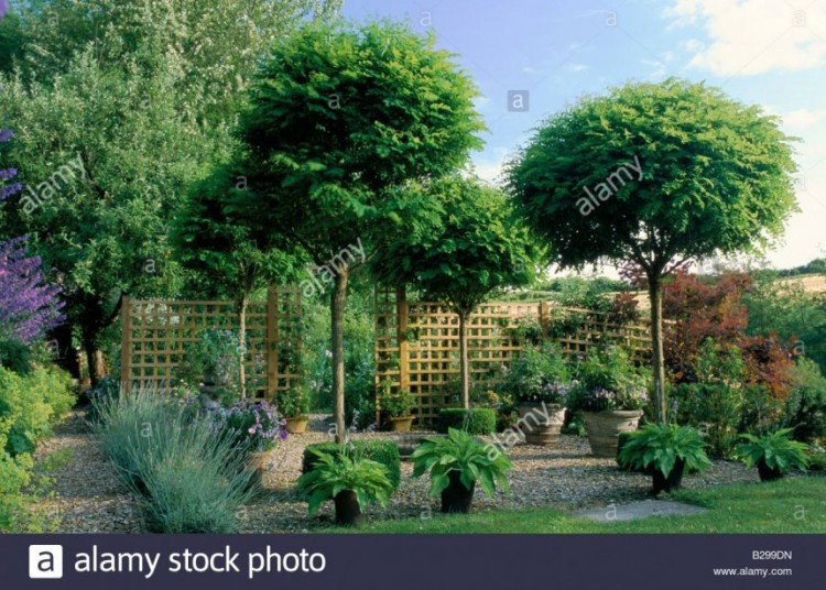 In the garden of Henrietta Courtauld's 1850s London terraced house, yew balls surround the main bed, which is planted with vegetables, Melianthus major and