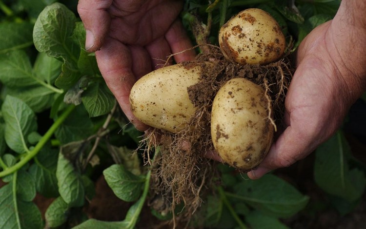 Build a holder plant for vegetable cultivating utilizing full sun perennials and root vegetables